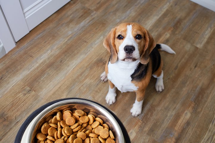 DOG FOOD DOG WAITING FOR FOOD