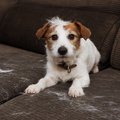 DOG ON COUCH WITH HAIR