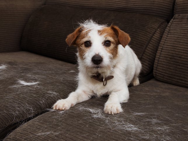 DOG ON COUCH WITH HAIR