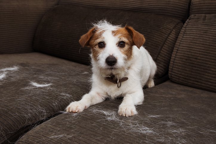 DOG ON COUCH WITH HAIR