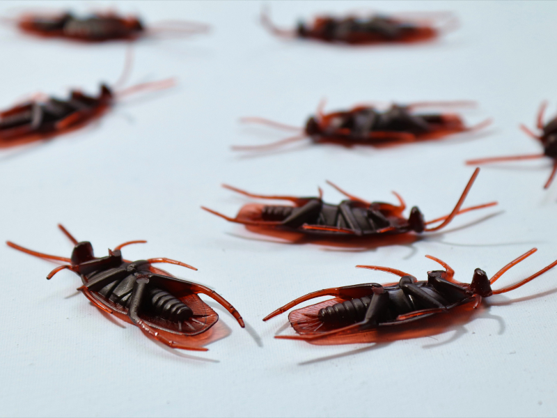 Dead cockroaches lying on white background