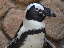 'World's oldest' African penguin dies