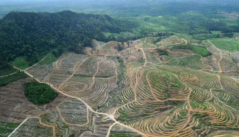 Indonesia palm oil firm accused of illegal deforestation