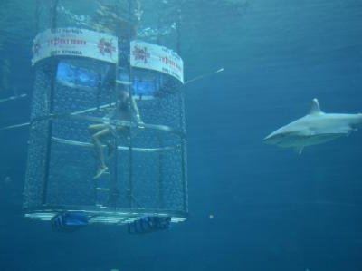 Dineo Shark Dive 2222.jpg