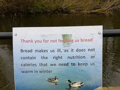 here s why you should not feed ducks bread here s why you should not feed ducks bread