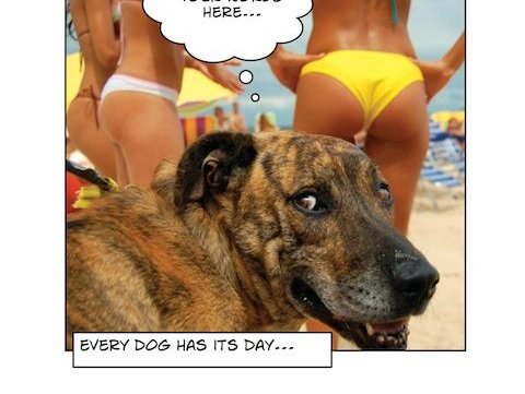 Dog Day.jpg