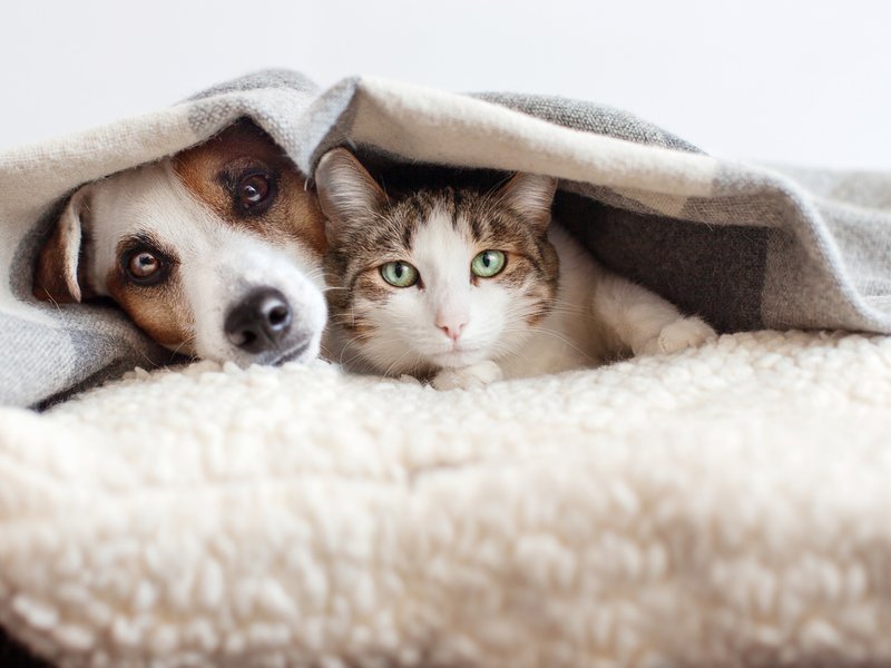 Dog and cat together in blanket iStock