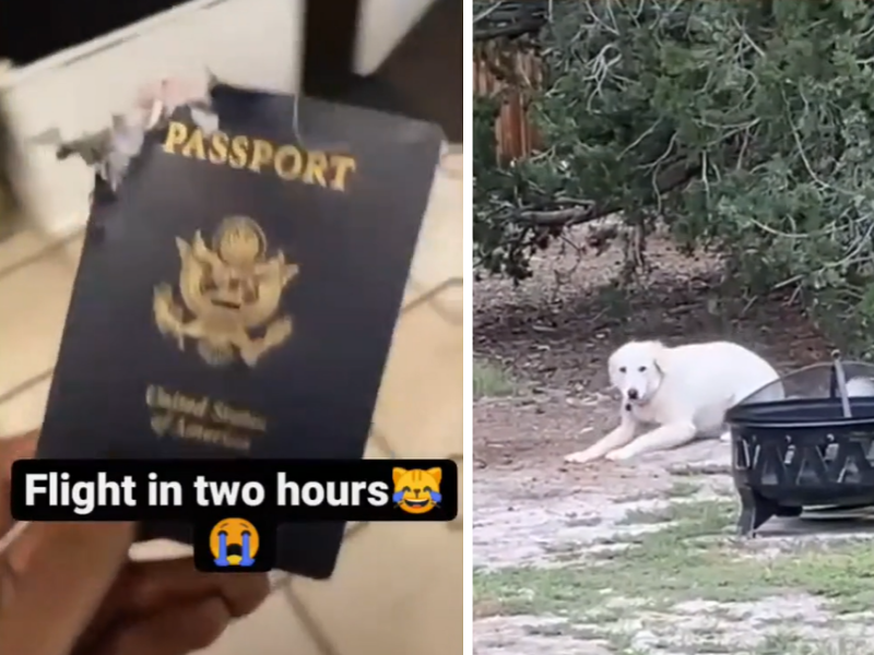 Dog bites passport