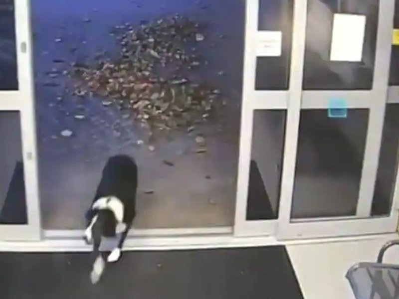 Rosie, the Border Collie, ran away from her owners after being scared by fireworks on the Bonfire Night at a local park on 3 November.
