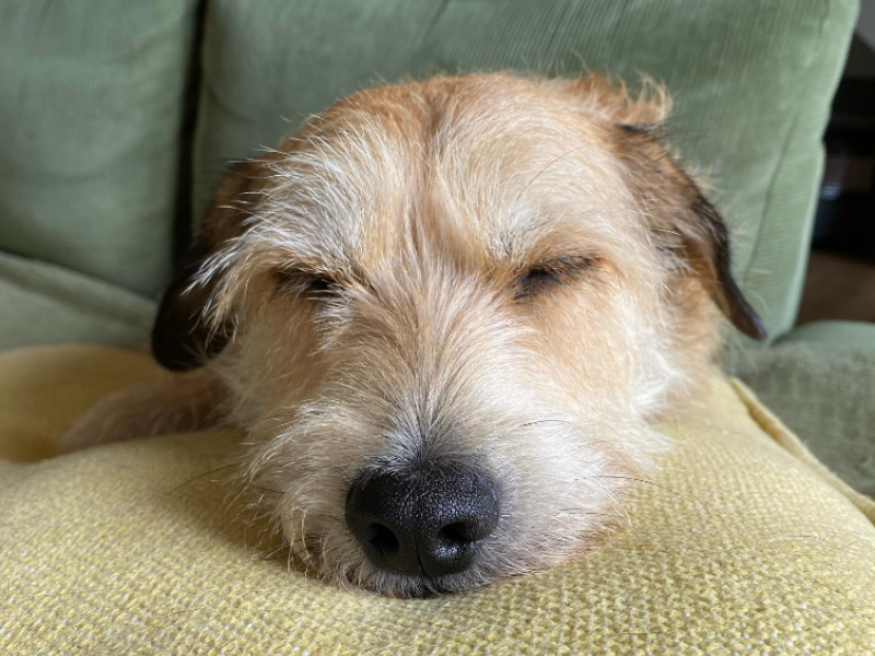 A dog lies on a pillow with eyes closed