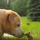 Dog befriends rabbit