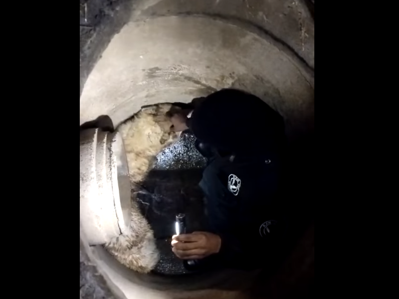 Dog rescued from open manhole in Verulam