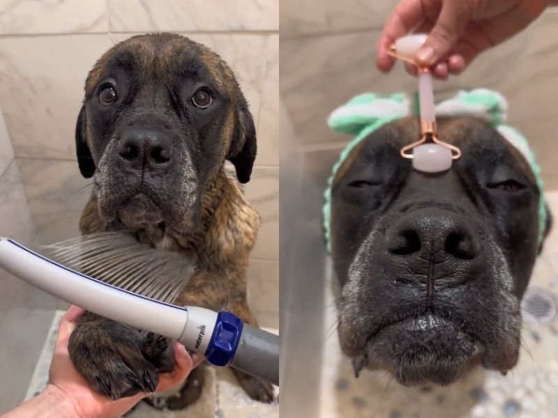 Cute dog's shower time pamper session