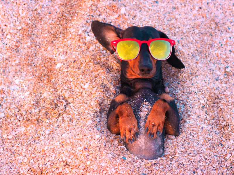 Dog sunbathing