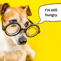 Dog talking hungry
