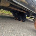 Dog trapped under vehicle