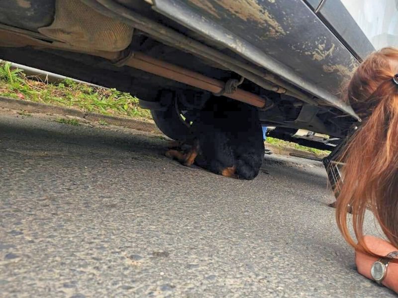 Dog trapped under vehicle