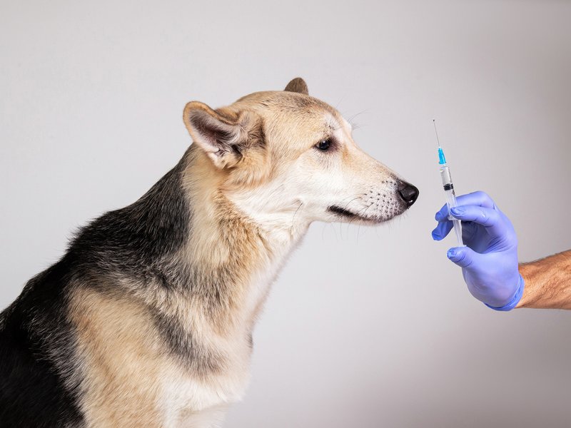 Dog getting vaccine