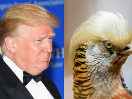 Donald Trump bird