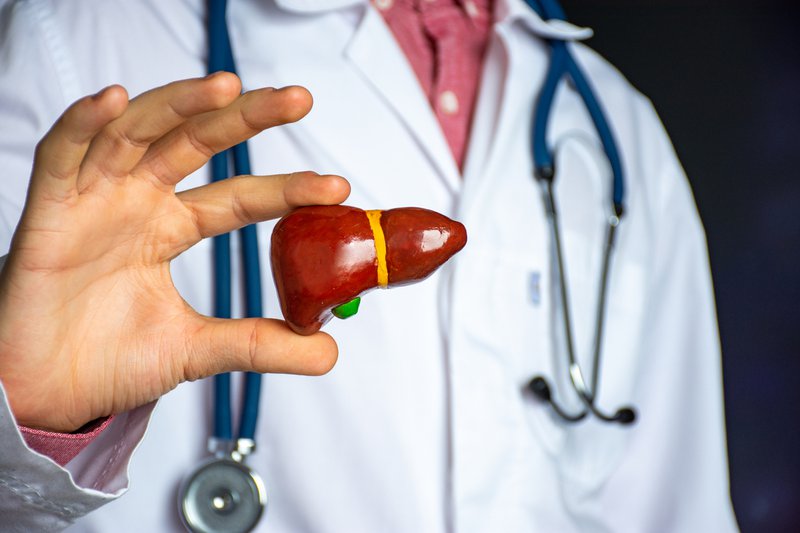 Dr holds anatomical model of human liver