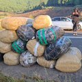 Mpumalanga Drug Bust