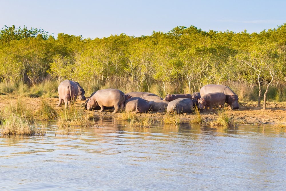 heritage site hippo