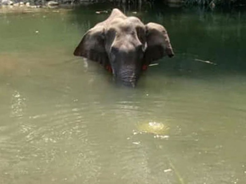 Elephant south India dies