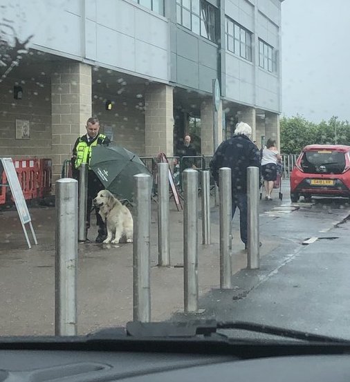 Dog in Scotland