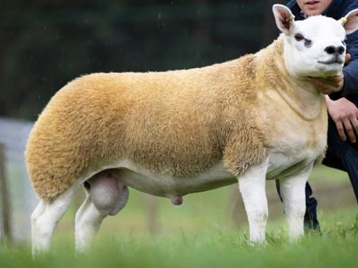 World's most expensive sheep
