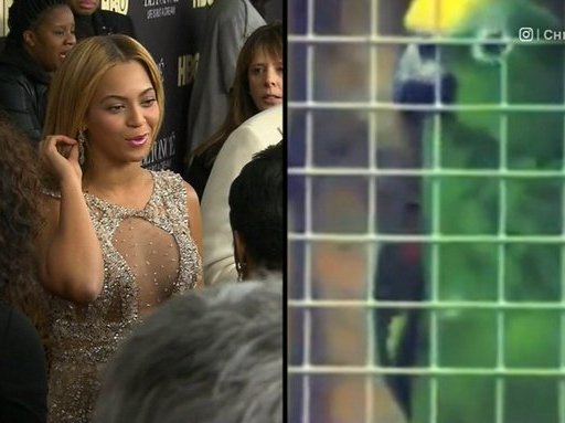 Beyonce parrot