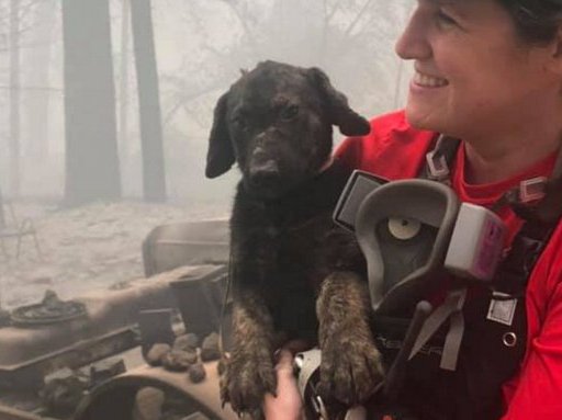 Puppy rescued from rubble in wildfire