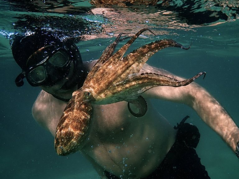 My Octopus Teacher