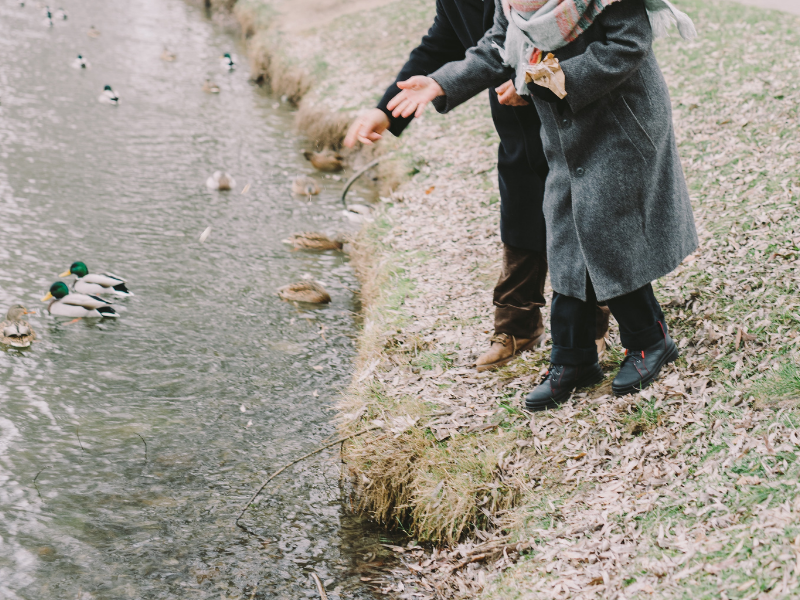 Elderly couple feeding ducks on the lake