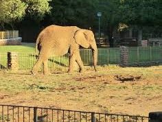 Elephant Thandora.jpg