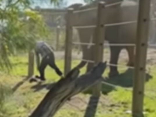 Video shows father dropping 2-year-old daughter during escape from elephant habitat at zoo