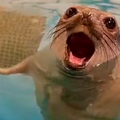 Elephant seal