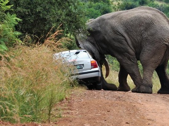 Elephant the starts to throw the car over.jpg
