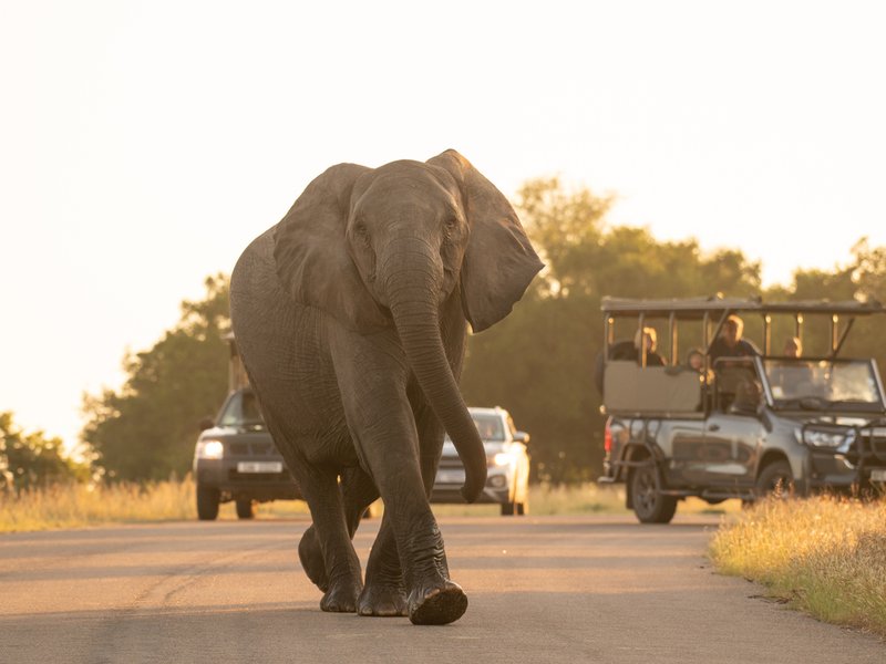 Elephant walking on the road