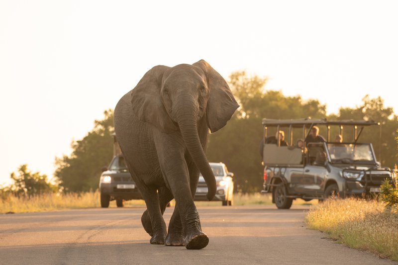 Elephant walking on the road