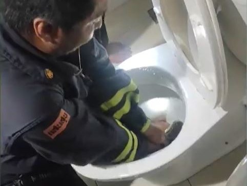 Huge 8ft-long python pulled out of toilet after striking man’s bum