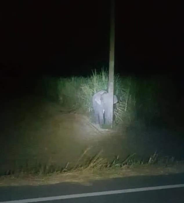 Baby elephant hiding behind a pole