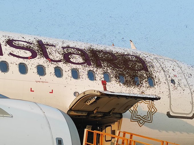 Swarm of bees on plane