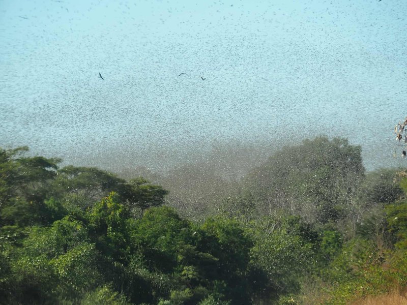 Locusts