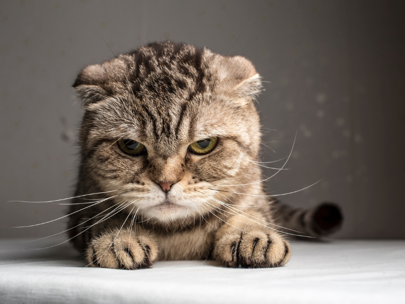 Evil cat