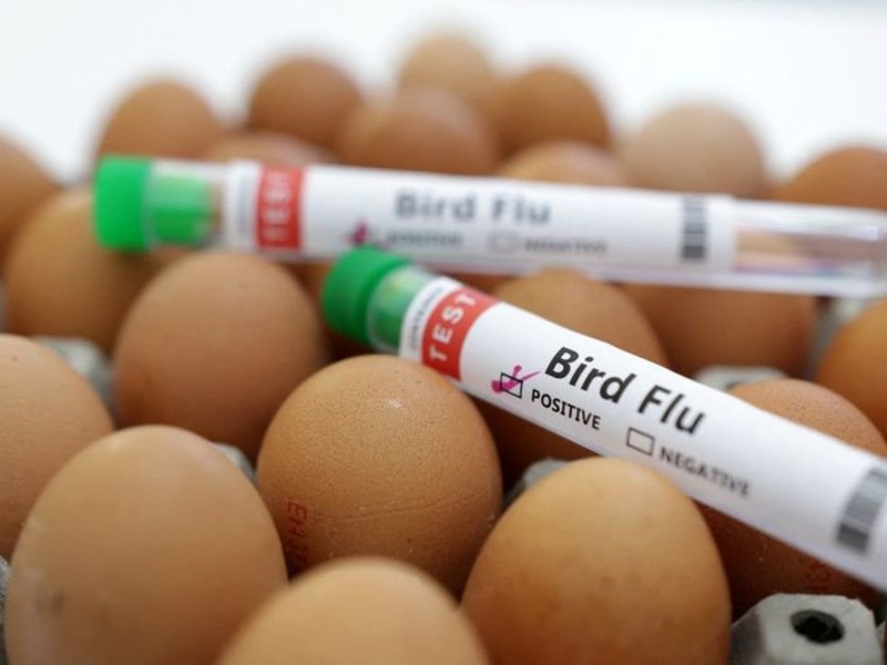 Bird flu