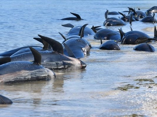 whales