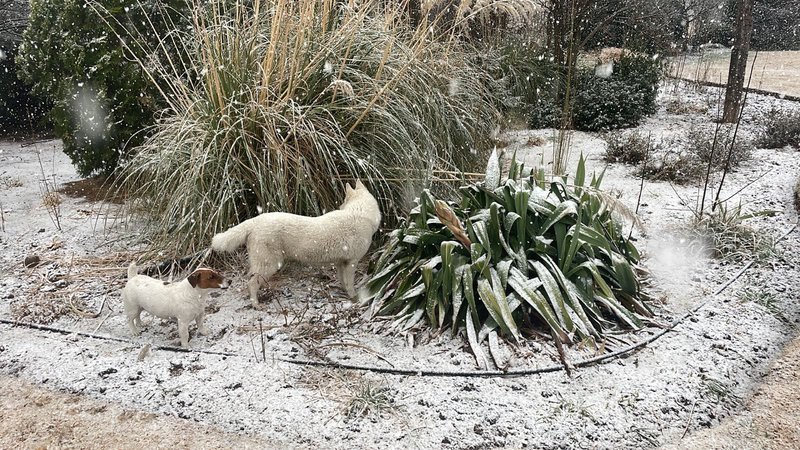 Free State snow