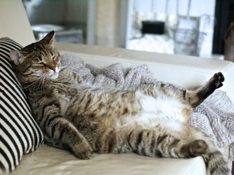 Chubby cat relaxing