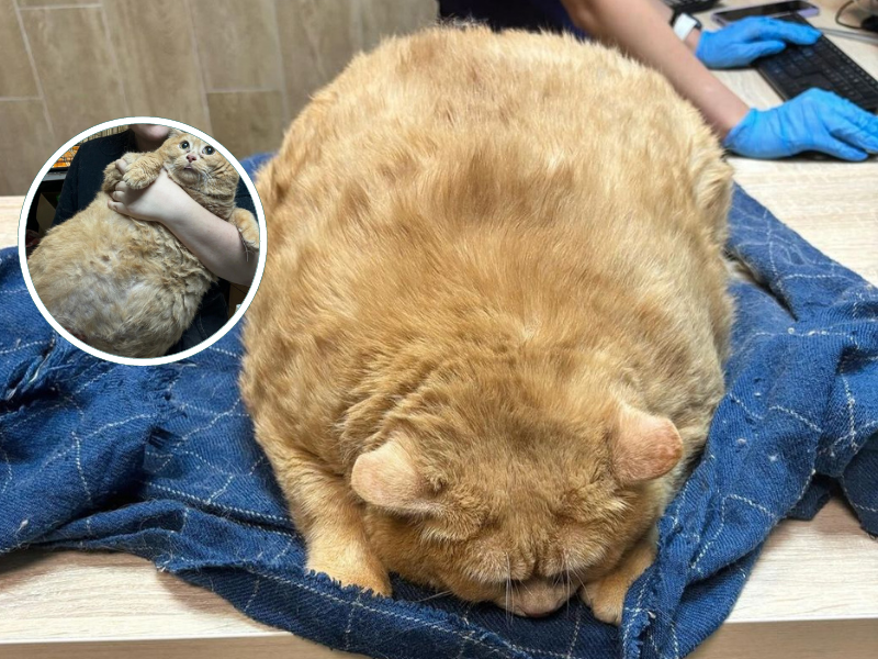 Overweight ginger cat resting on a blanket
