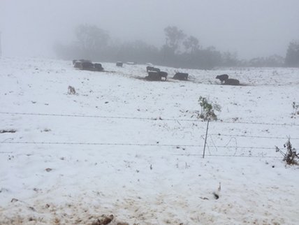 Snow chasers cost KZN farmers thousands in damages
